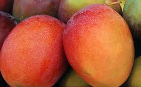 Mango Kent - Frutas Piuranas S.A.C